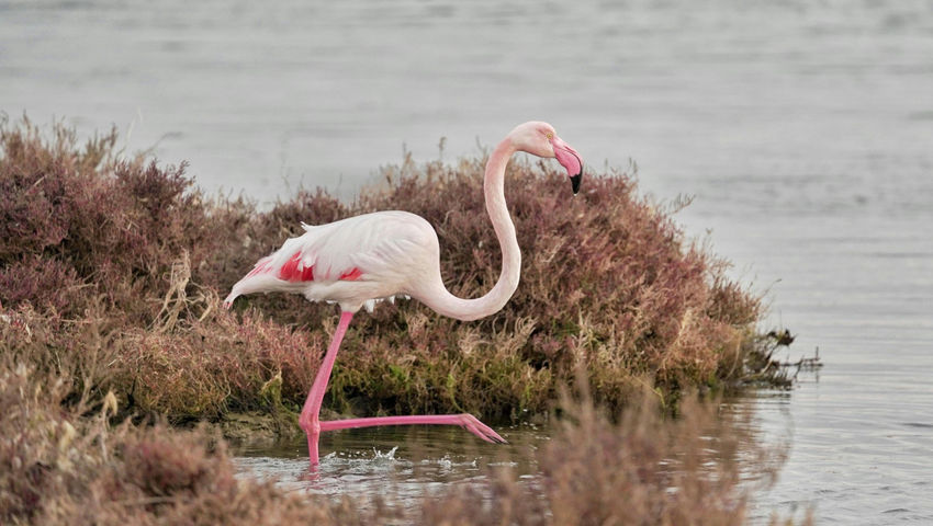 Flamants