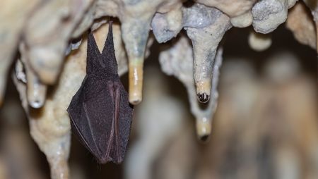 Grotte de La Salamandre